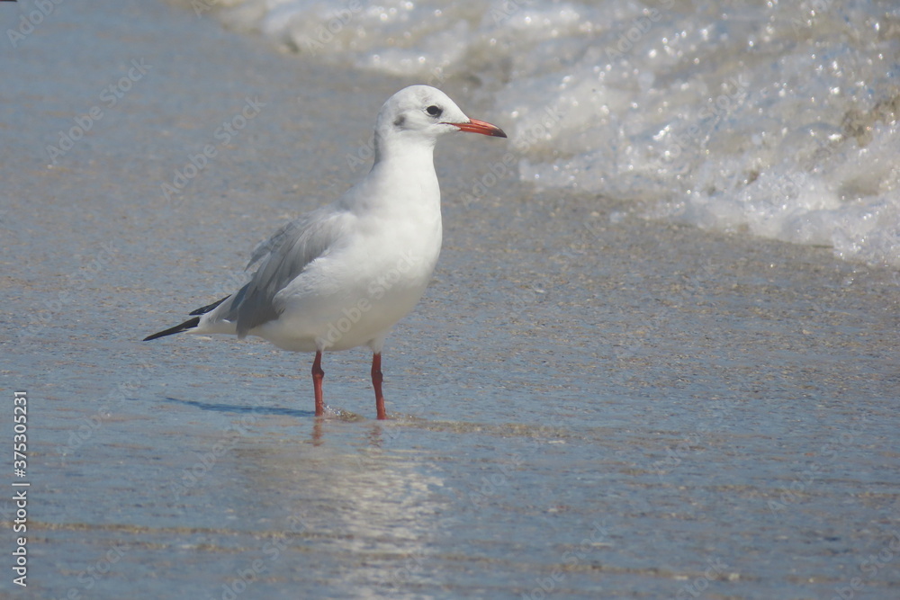 Black-headed seagull standing on seashore Black-headed seagull standing on seashore