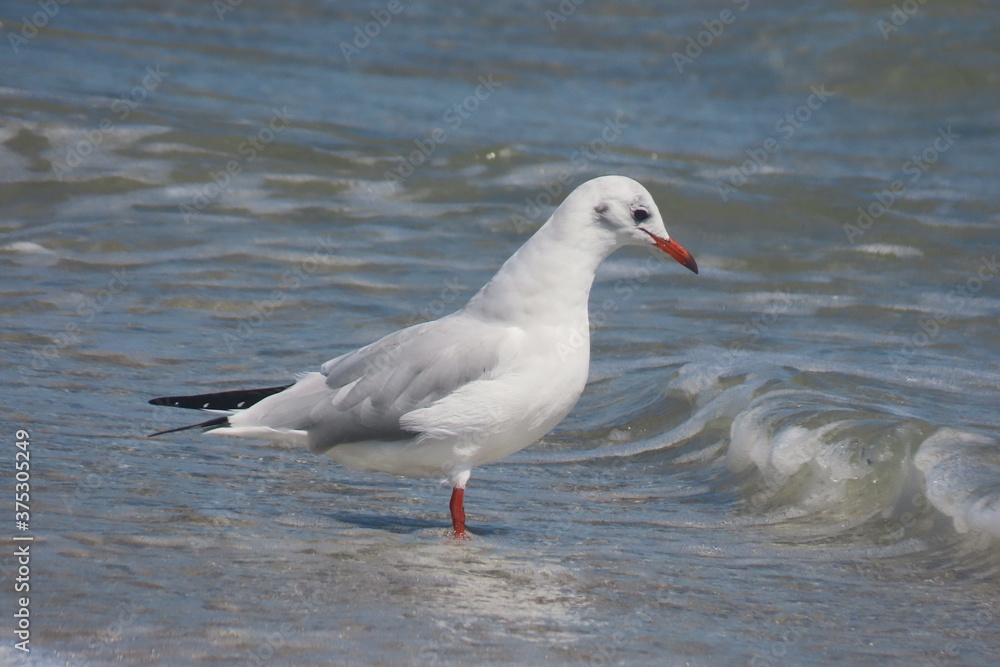 Black-headed seagull standing on seashore Black-headed seagull standing on seashore