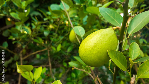 Green limes on a tree. Lime is a hybrid citrus fruit.