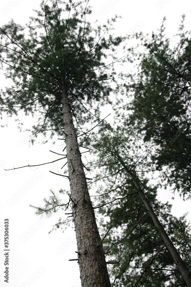 Fototapeta premium 나무 사진