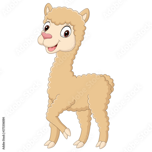 Cute little alpaca cartoon on white background