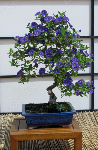 Blossom Blue Solanium or Blue Potato bush bonsai in blue planter photo