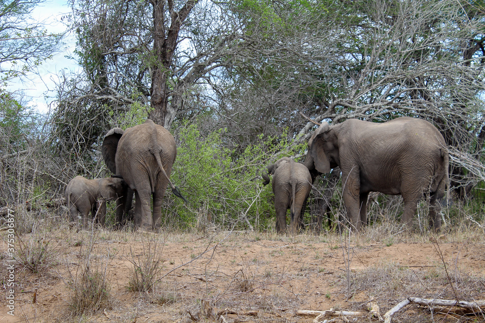 Elefanten Familie mit Babys in Afrika 