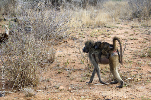 Affe mit Baby im Kr  ger Nationalpark 