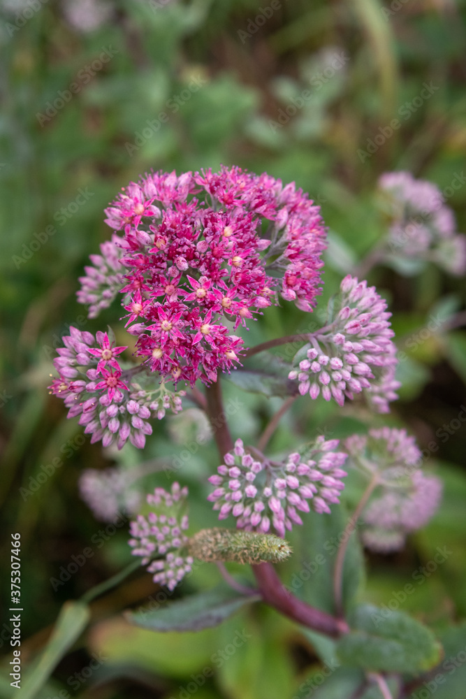 Hylotelephium triphyllum flower or Sedum Stonecrop