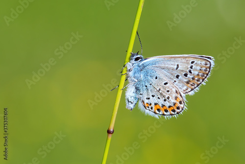 Reverdin's Blue butterfly - Plebejus argyrognomon, beautiful small blue butterfly from European meadows and grasslands, Zlin, Czech Republic. photo