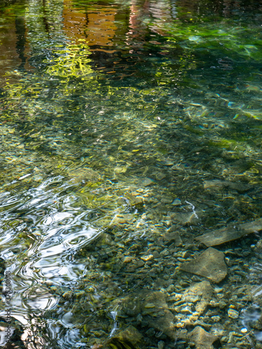 Fototapeta Naklejka Na Ścianę i Meble -  green leaves reflecting in water