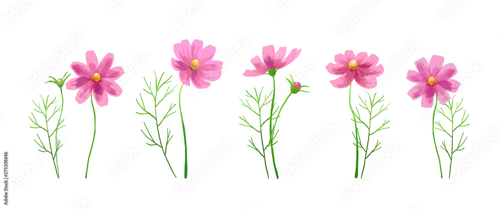 Isolated vector illustration of pink cosmos flowers. Hand painted watercolor background.