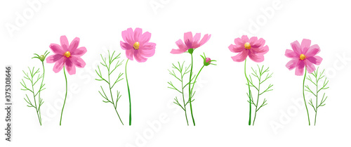 Isolated vector illustration of pink cosmos flowers. Hand painted watercolor background. © SHIROKUMA-DESIGN