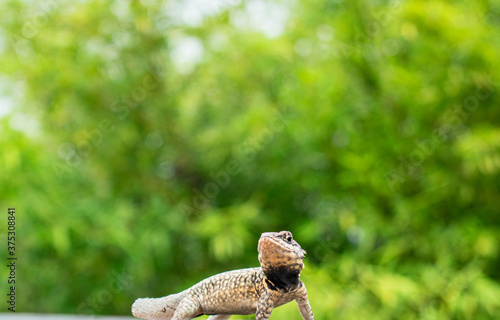 Lizard without tail, posing in front of trees