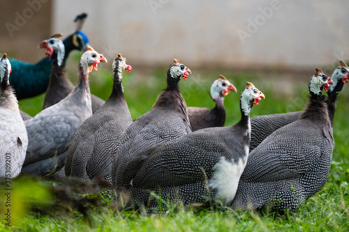 Helmeted guineafowl photo