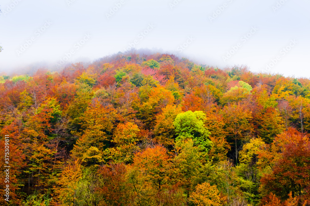 Autumn landscape in the forest of La Fageda de Grevolosa, La Garrotxa Autumn landscape in the forest of La Fageda de Grevolosa, La Garrotxa
