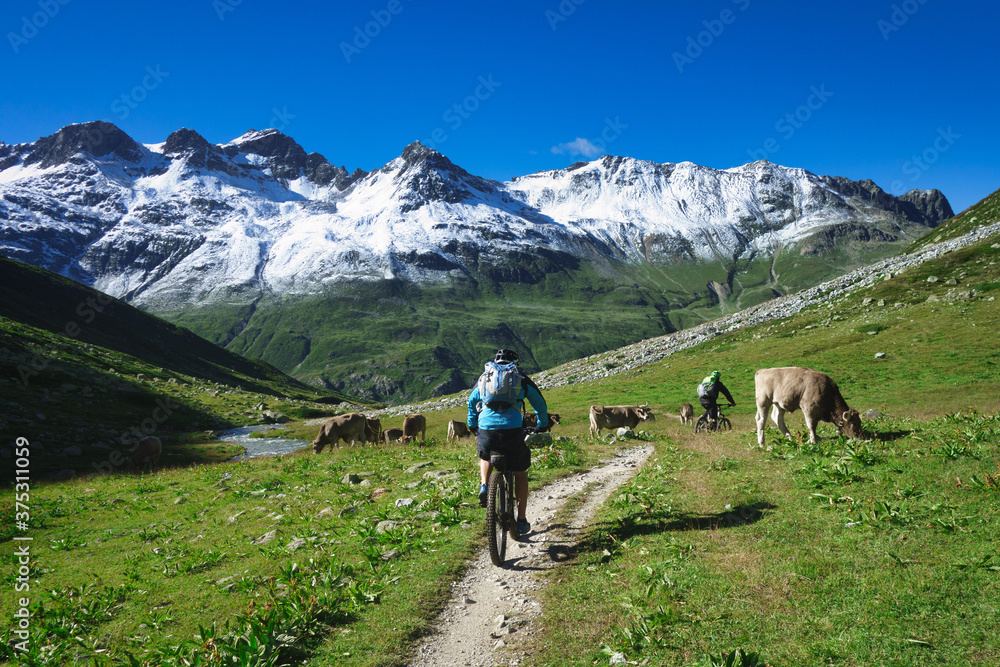 Mountain cyclist passes by a herd of cows