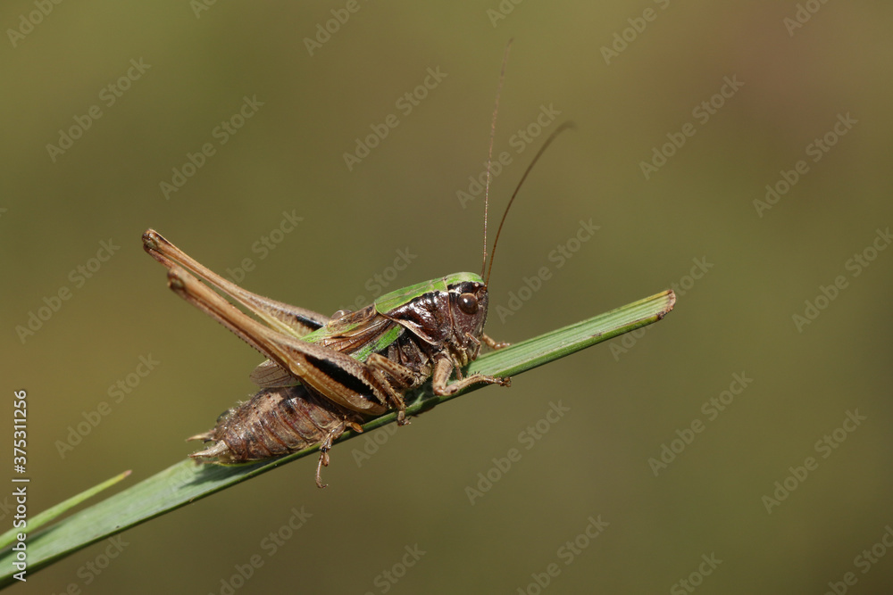 A rare Bog Bush Cricket, Metrioptera brachyptera, resting on a blade of grass. A rare Bog Bush Cricket, Metrioptera brachyptera, resting on a blade of grass.