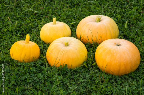 Yellow pumpkin on the green grass. Vegetables grown on a personal plot.