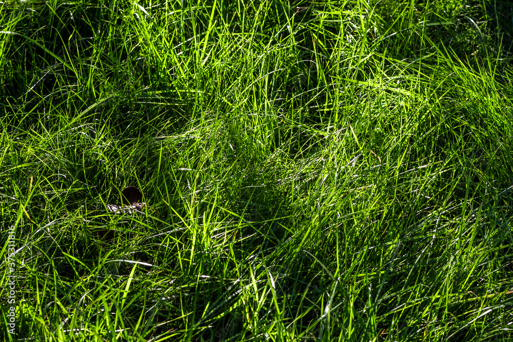 Green lawn grass close up how the background Green lawn grass close up how the background