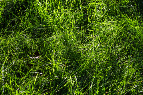 Green lawn grass close up how the background