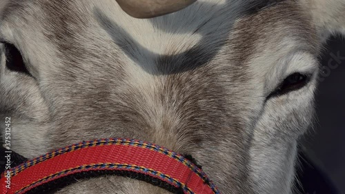 Reindeer. The head of a harnessed reindeer, a look. Close up. Siberia.