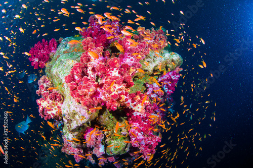 原色の海　伊豆半島　海　サンゴ