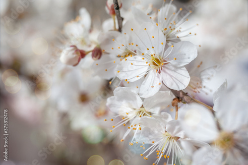 Macro image of spring cherry flowers, abstract soft floral .background.