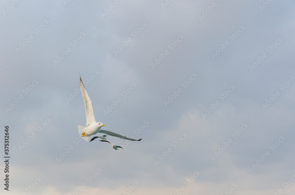Fototapeta premium seagull in flight
