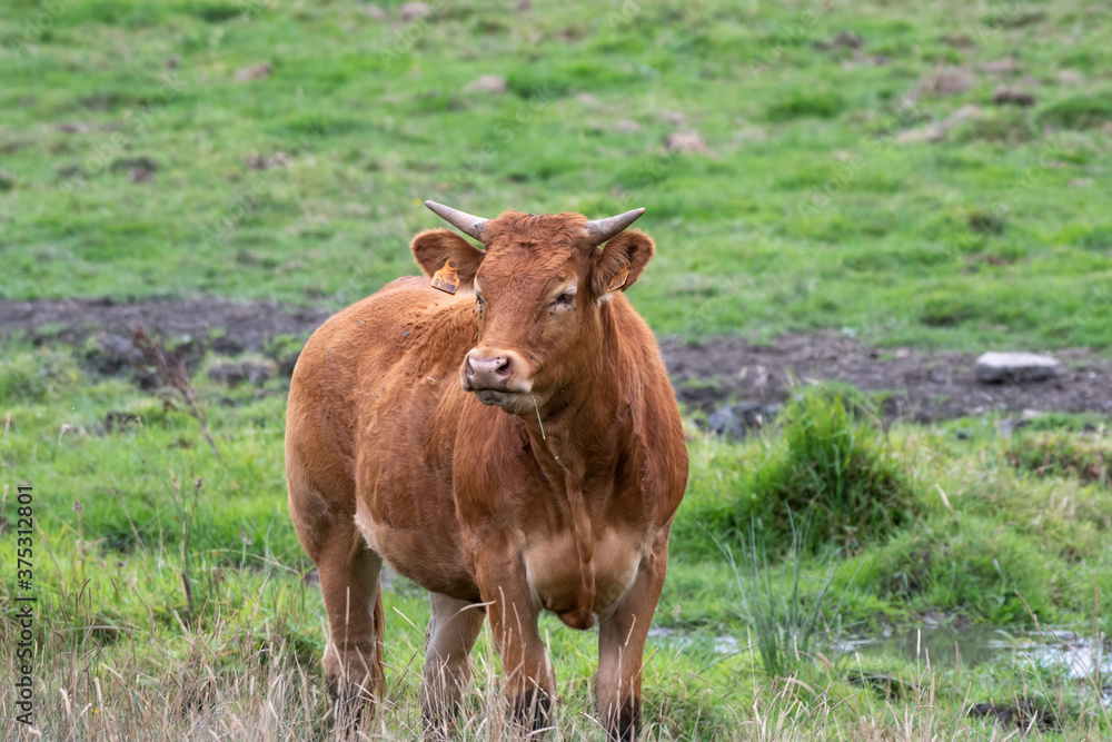 Limousin cow in a meadow in Luxembourg