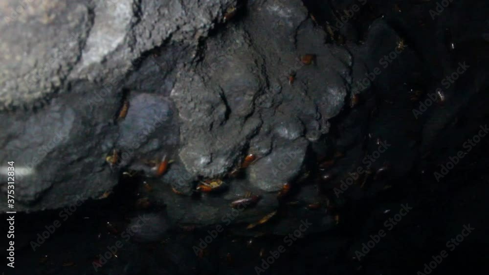 Settlement of giant cockroaches in a cave next to a colony of bats. You ...