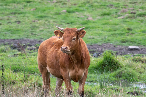 Limousin cow in a meadow in Luxembourg