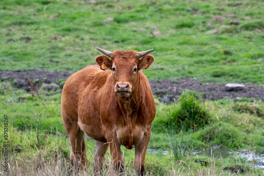 Limousin cow in a meadow in Luxembourg Limousin cow in a meadow in Luxembourg