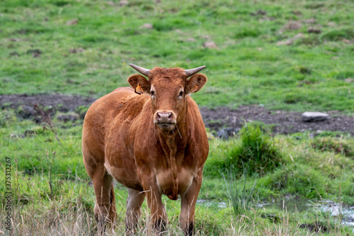 Limousin cow in a meadow in Luxembourg
