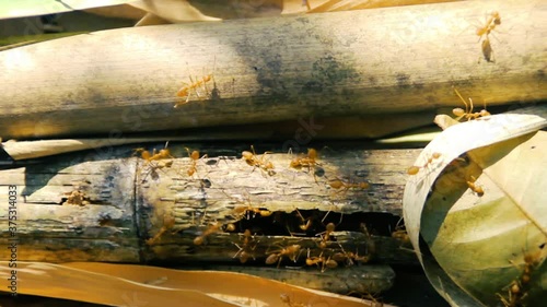 Ants in a bamboo grove on the forest floor (the entrance to the ant hill through the bamboo steel). Possibly fire ant. Laos. Macro. Voices of the rainforest
 photo