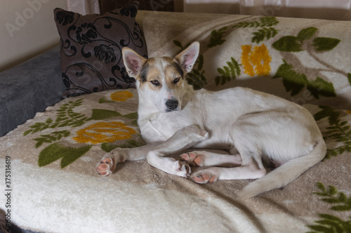 Portrait of Home alone  white cross-breed of hunting and northern dog lying lonely  on a sofa