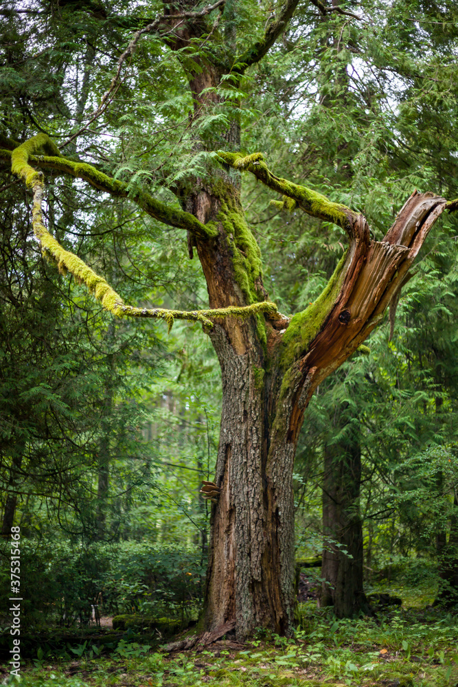Fototapeta premium the oldest tree in the woods with broken branch and overgrown with moss