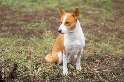 Nice outdoor portrait of thoughtful basenji dog sitting on an autumnal ground and thinking