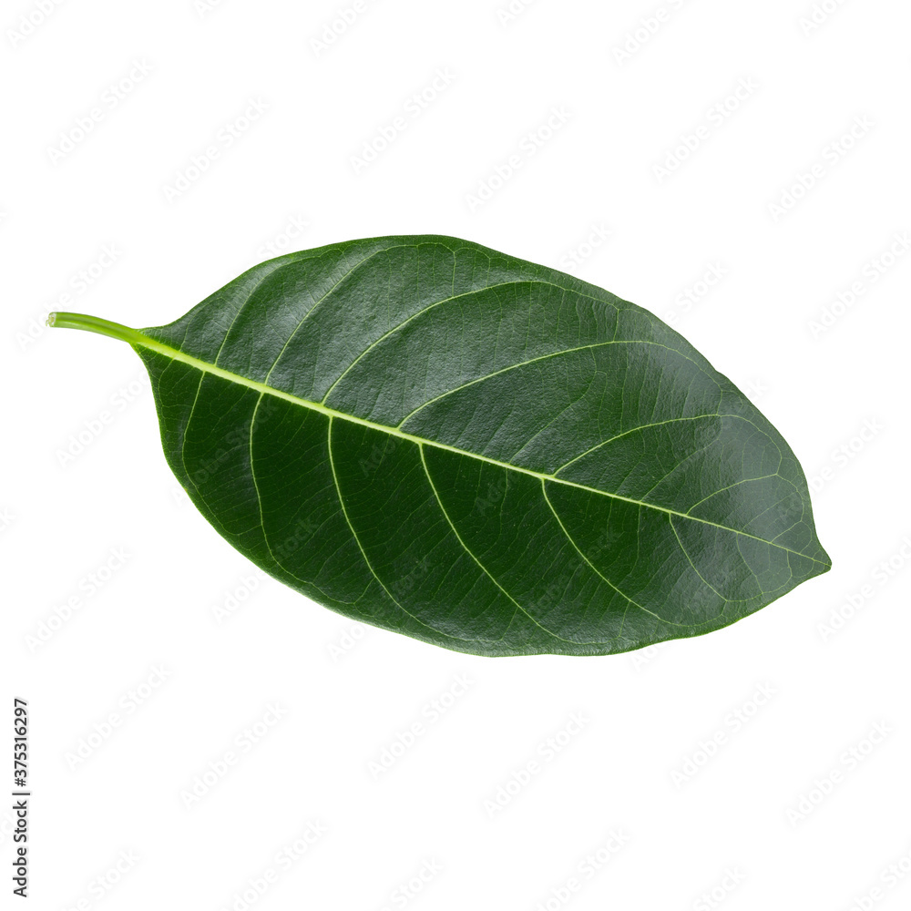 Green leaf of Jackfruit isolated on white background. with clipping path. Green leaf of Jackfruit isolated on white background. with clipping path.