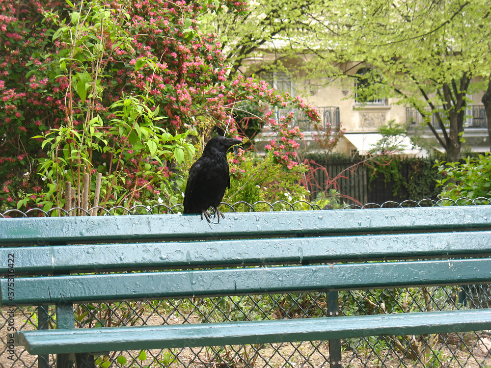 One crow at the park