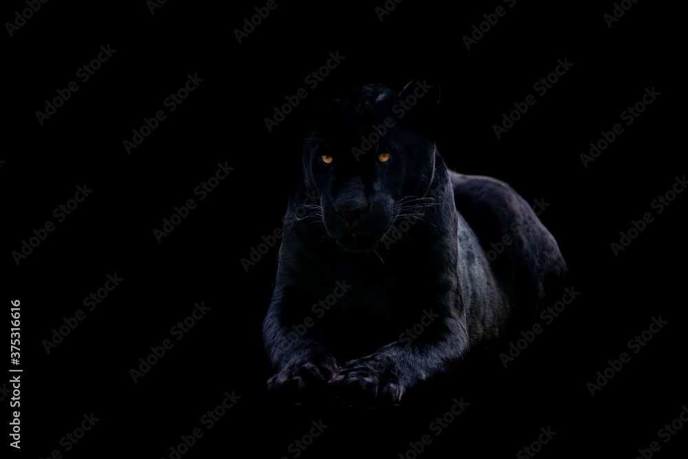 Naklejka Black panther with a black background