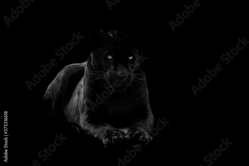 Fototapeta Naklejka Na Ścianę i Meble -  Black panther with a black background