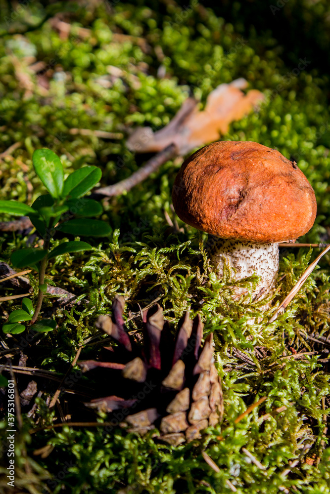 Mushroom orange boletus in the forest Mushroom orange boletus in the forest