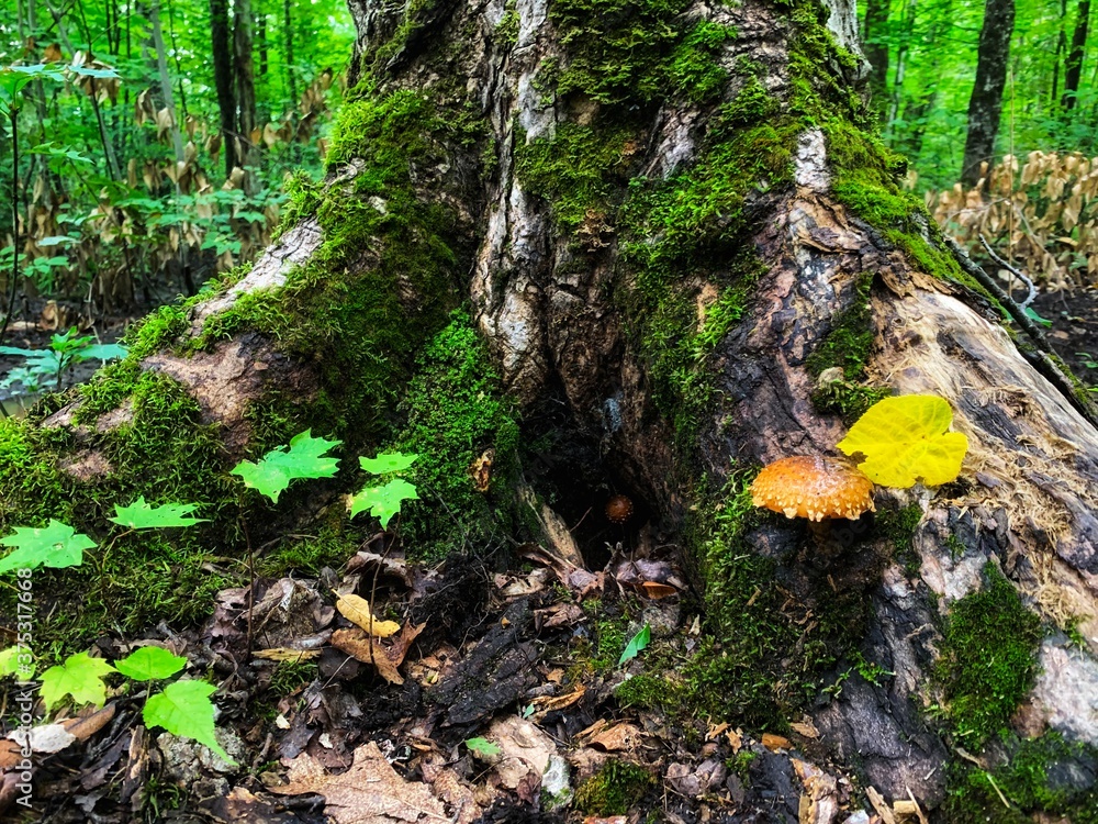 A new mushroom growing on an old stump in a forest A new mushroom growing on an old stump in a forest