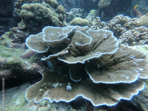 Coral Reef and Tropical Fish in Thailand fish. Beautiful Undersea world. Beautiful Blue water.