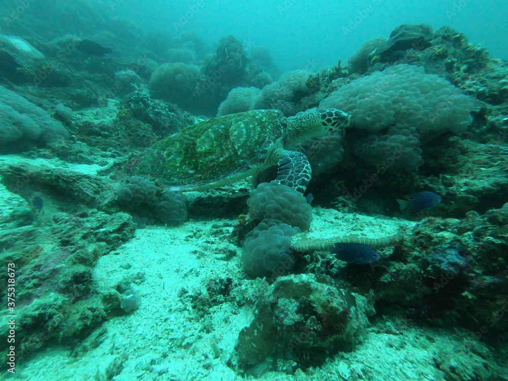 Obraz premium turtle sea swims in blue water