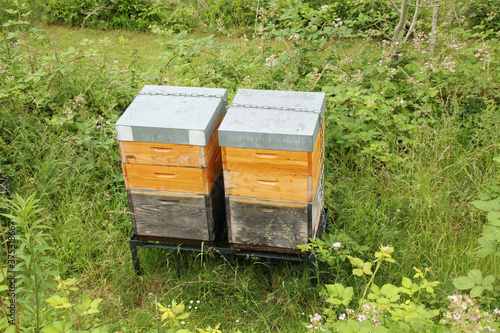 wooden boxes, beehives, apiary in the garden, the concept of creating natural honey, pollination of honey plants, ecological products, environmental protection