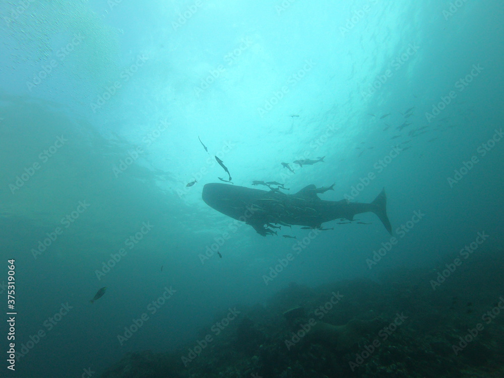 Obraz premium Whale shark swims in blue water