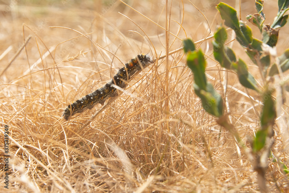caterpillar climbing up the grass caterpillar climbing up the grass