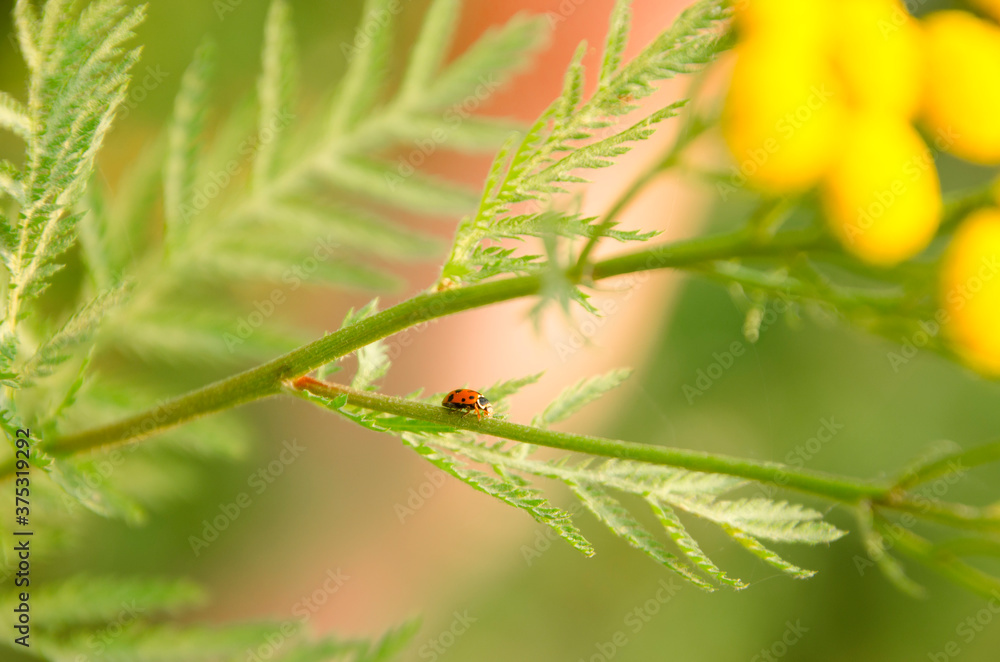 ladybug on a leaf ladybug on a leaf