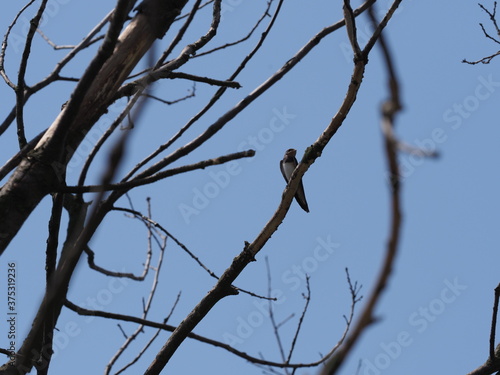 A swallow sits on tree in european Goczalkowice town at Silesian district in Poland  clear blue sky in 2020 warm sunny spring day on June.