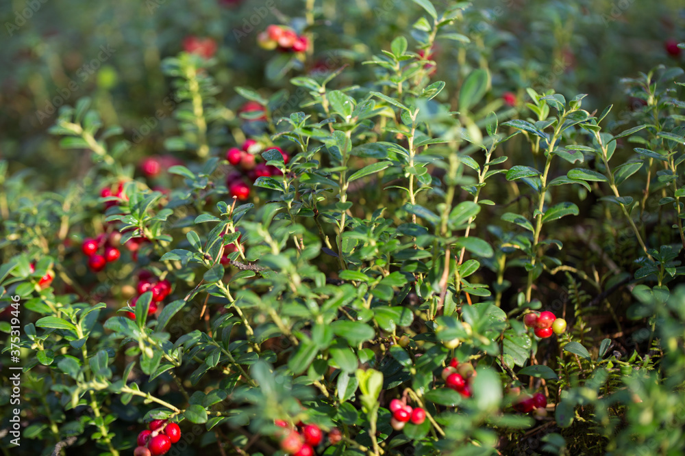 lingonberry berries grow in the forest