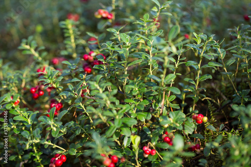 lingonberry berries grow in the forest