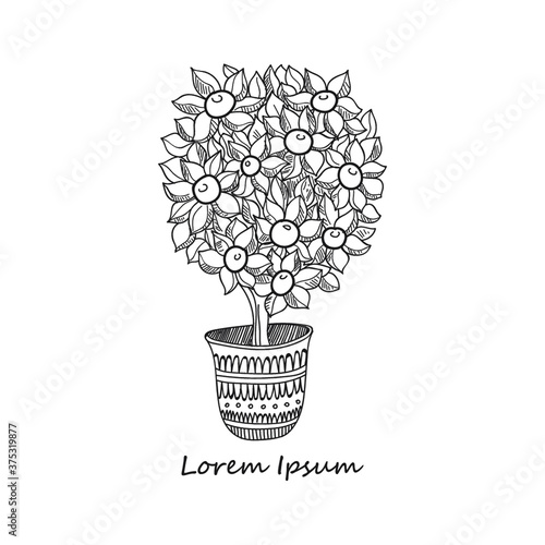 Composition with cute hand drawn calamondin tree in ornamental pot. Doodle style. Vector